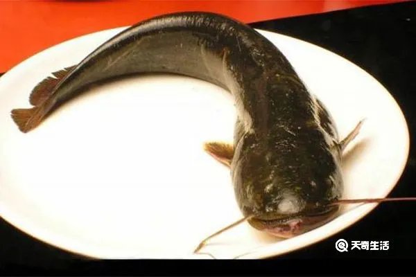 塘角鱼的功效与作用