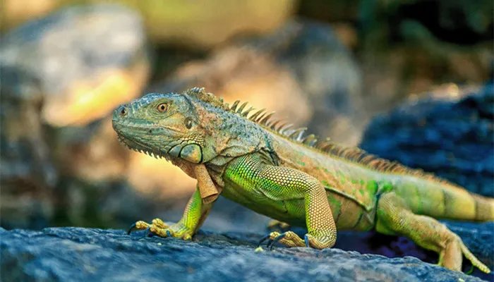 蜥蜴吃什么食物 蜥蜴吃哪些食物