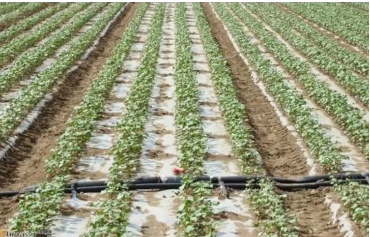 河北承德大棚倒塌有伤亡吗？