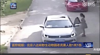虎咬人视频公布 被咬游客受伤到底该谁负责