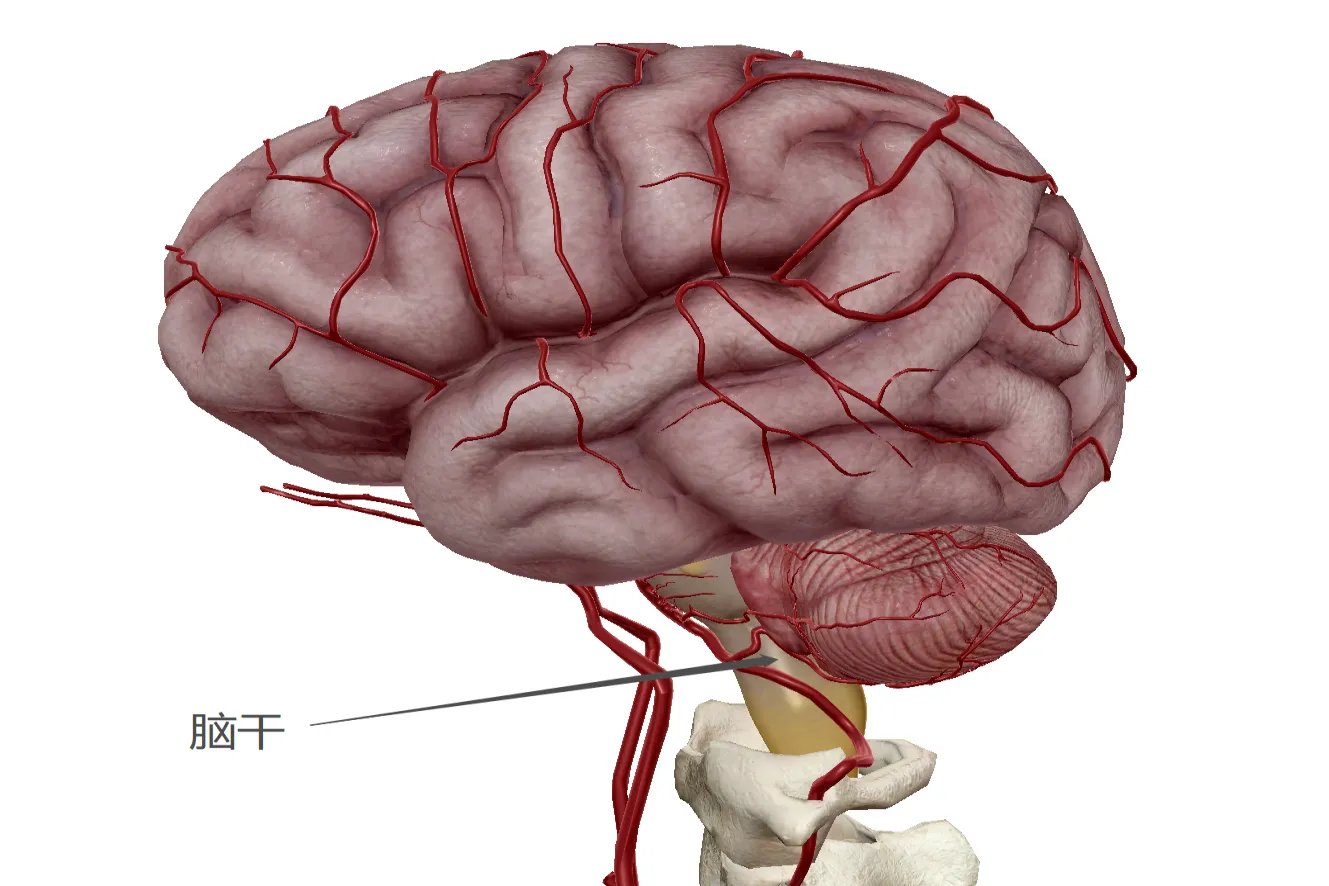 脑部结构图解大全