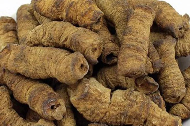 巴戟天高清图片大全