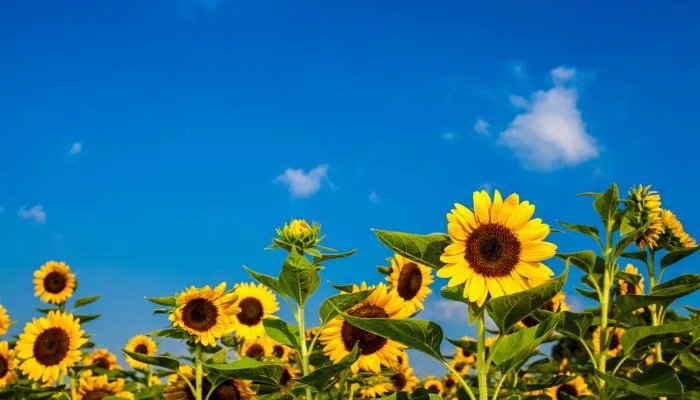 最新网络游戏名字 好听的网络游戏名字大全