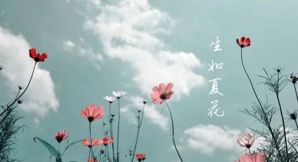 生如夏花之绚烂，死如秋叶之静美.是什么意思