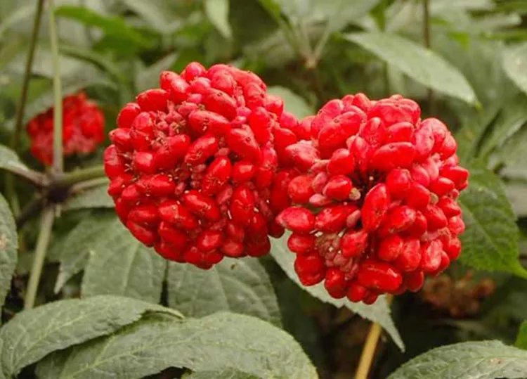 三七花的功效与作用