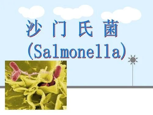 美国23个州爆发沙门氏菌疫情,沙门氏菌是由什么引发的?