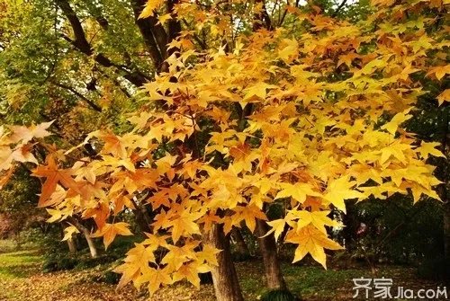 什么是元宝枫 元宝枫有什么功效