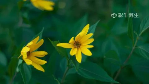 灯盏花的功效与作用