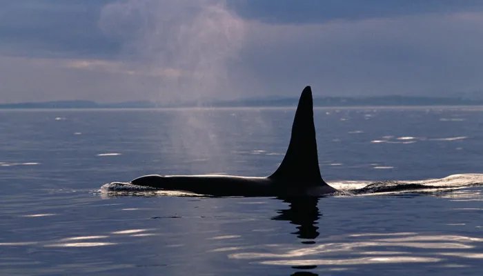 一鲸落万物生什么意思