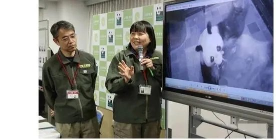熊猫日本首次产子性别是什么？