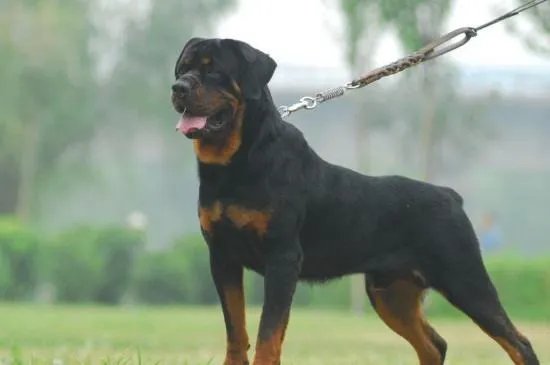 美国防暴犬罗威纳和卡斯罗哪个更厉害，卡斯罗犬vs罗威纳犬