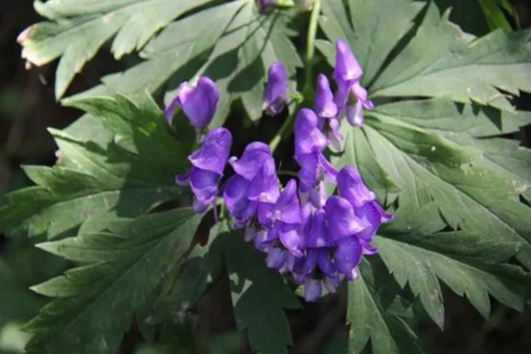 血乌草药与功能图片