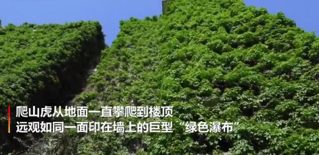 贵阳高校爬山虎占领9层图书馆 300颗爬山虎已种植28年