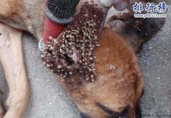 狗狗最恶心的疾病：蜱虫狗(内附图片恶心慎点)
