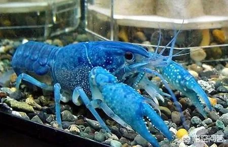 有多少人见过蓝色龙虾？