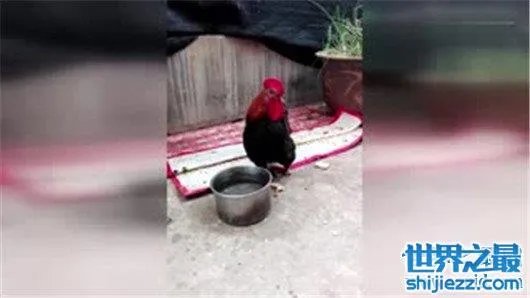 领导工地合影被碾压，究竟是意外还是人为 