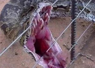 09年广西桂平挖蛇事件始末 16.7米大蛇精是真是假