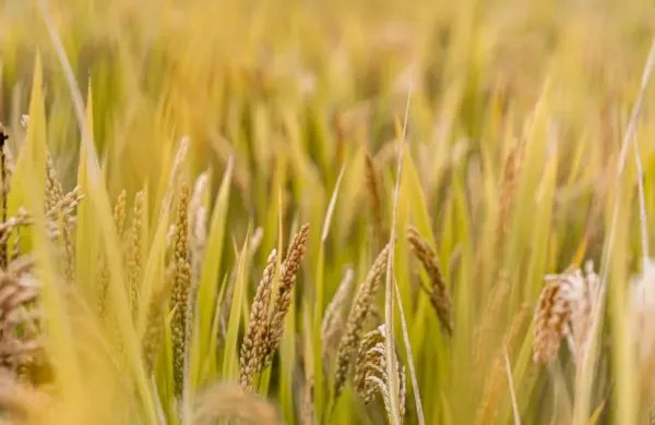 稻的笔顺怎么写