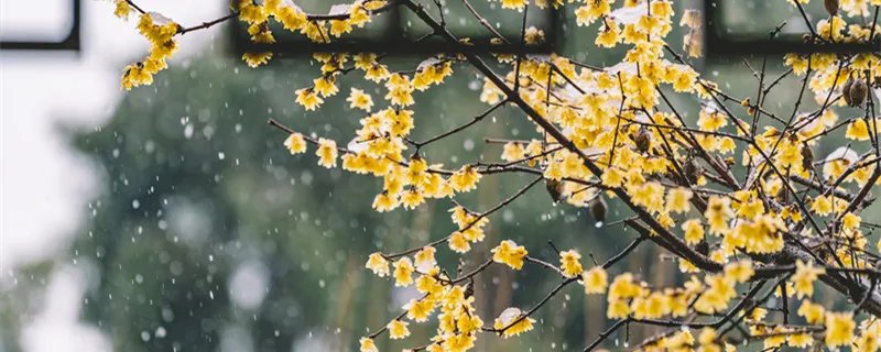 宝剑锋从磨砺出梅花香自苦寒来是什么意思