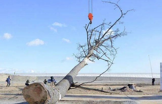 200岁一棵松被砍，是怎么回事？