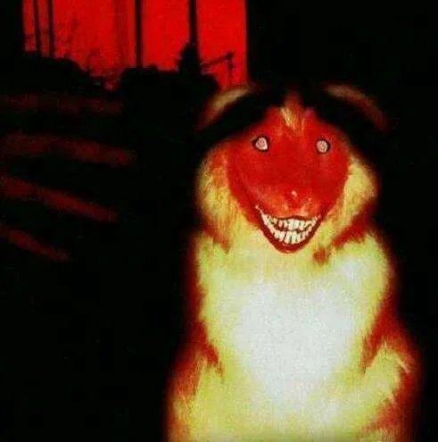 微笑狗原图恐怖照片 真正的微笑狗长什么样