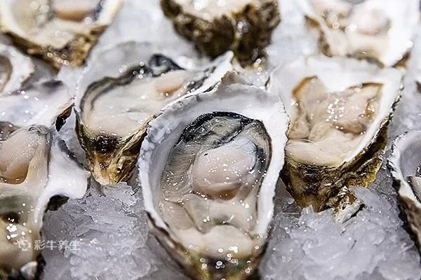 生蚝的营养价值及功效