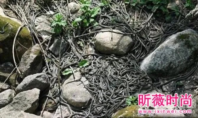 男子维修管道:竟发现骇人一幕（图）