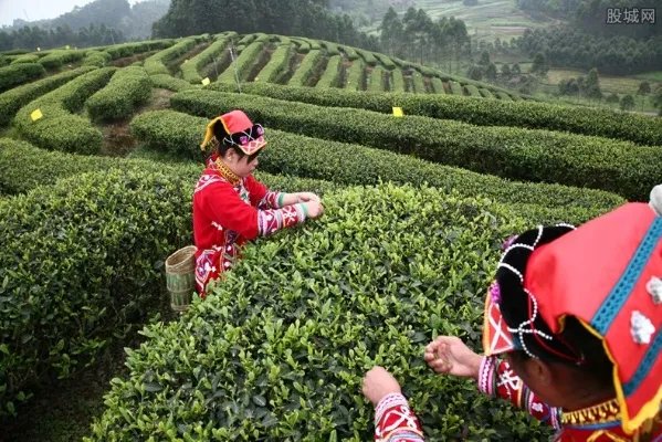 茶叶被泡老板痛哭 三千吨茶叶价值9000万元