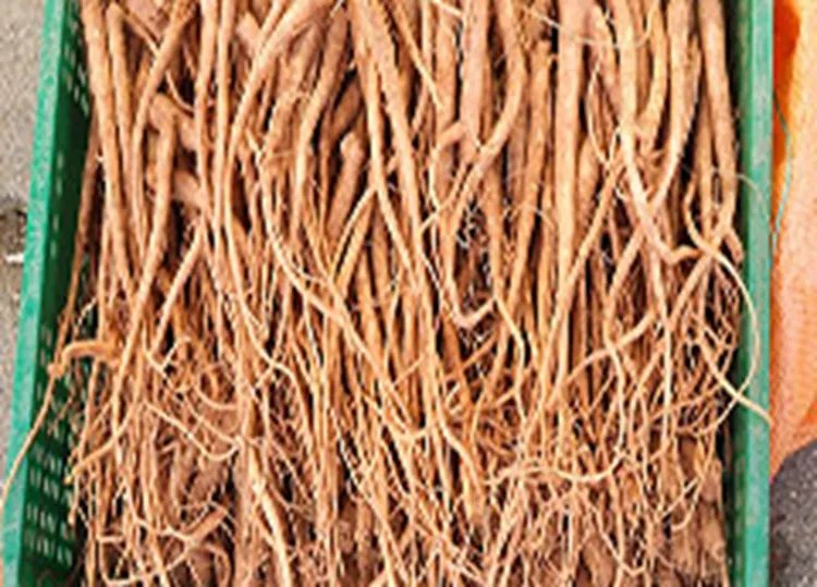 桔梗的功效与作用