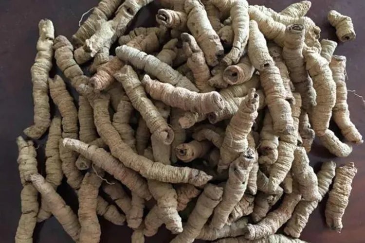 巴戟天高清图片大全