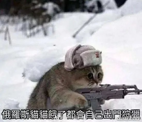 俄罗斯一黑猫逼退棕熊 网友：是不是罗小黑？