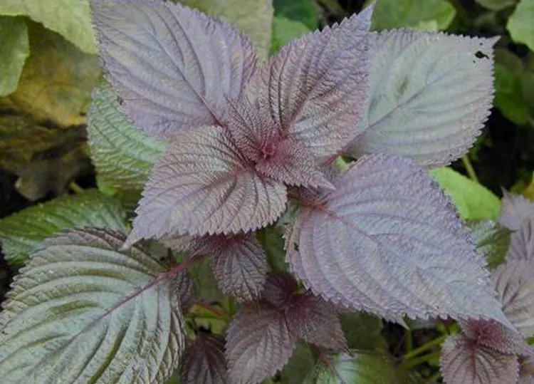 苏叶的功效与作用