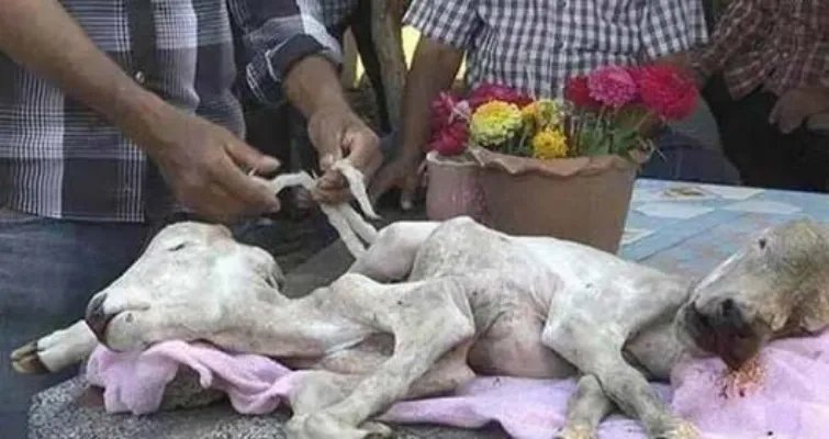 母牛生下奇异小牛 2个头6条腿（图）
