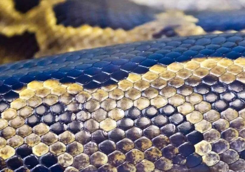 鍥涘窛鍙戠幇50绫冲法锜掞紝涓栫晫涓婃渶澶х殑锜掕泧(缃戠粶浼犻椈)