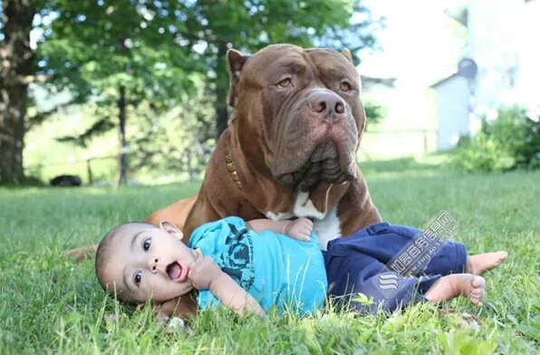 斗牛犬照顾婴儿 被称为称职的保姆和保镖
