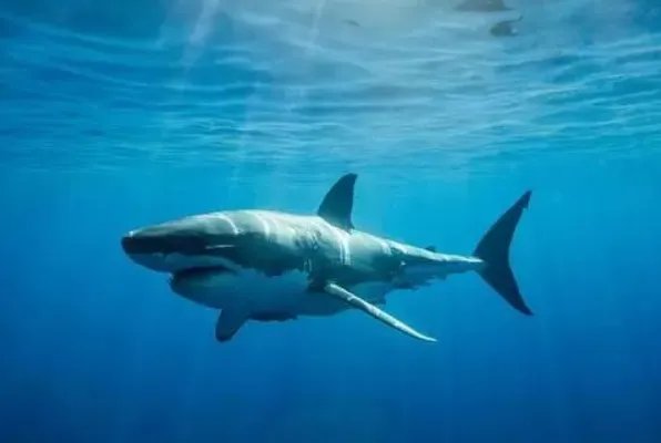 福建鲨鱼馆发生致人死亡事故，为何场馆现在仍在开放？