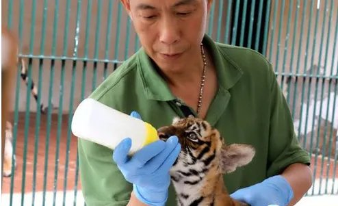 成功繁殖华南虎是怎么回事？