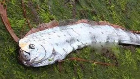 白龙王鱼图片是什么样的 这么恐怖的鱼能吃吗