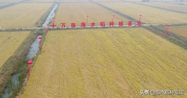 海水稻真的能试种成功吗？