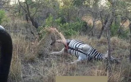 猎豹咬斑马这地方:下幕让人大笑（猎豹吃斑马过程）