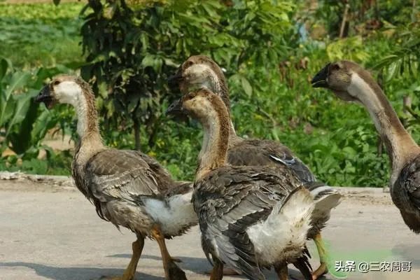 杂交鹅三个月有多大？