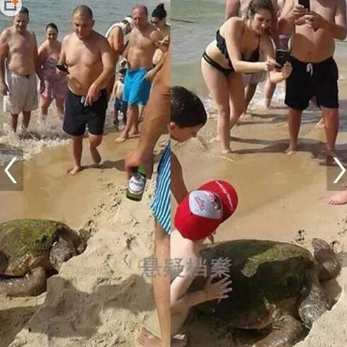 男子脚踩海龟拍照 最高或被罚2万美元