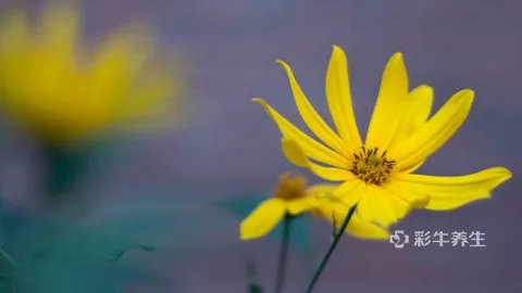 灯盏花的功效与作用