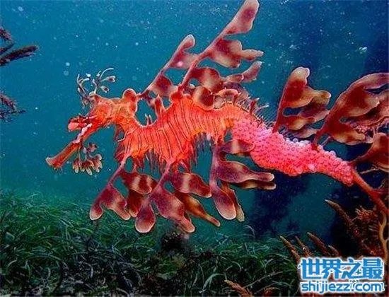 叶海龙鱼外形奇特，能够随意自由变换颜色 