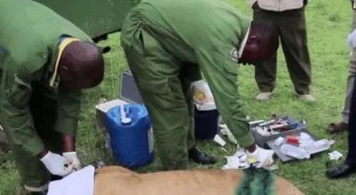 母狮被水牛顶伤:下幕让人感慨（组图）