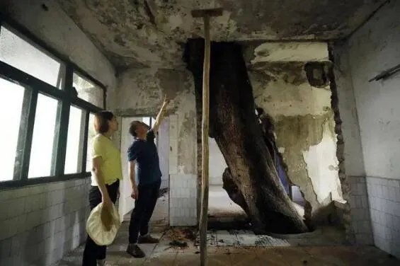 重庆400年老树穿楼生长 现场画面曝光十分的震撼