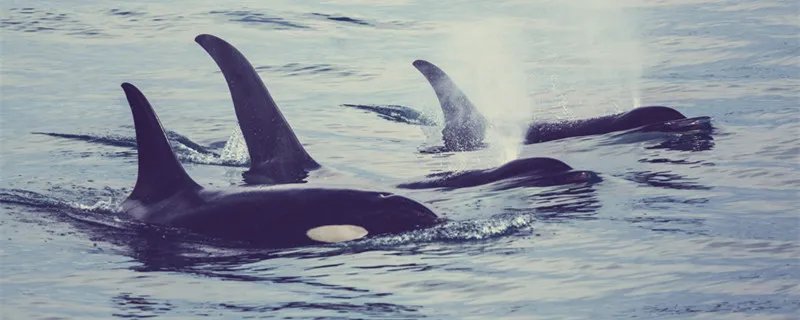 一鲸落万物生什么意思