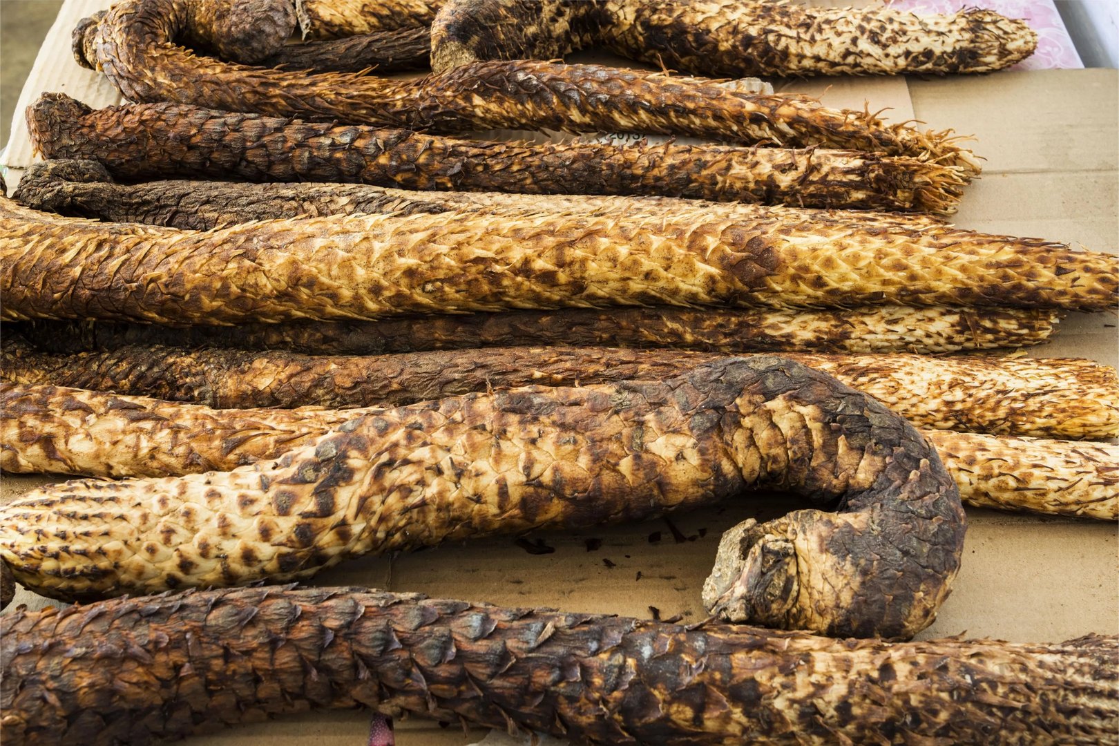 肉苁蓉图片大全