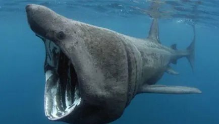 姥鲨：世界十大最恐怖鲨鱼之一，但目前数量非常稀少
