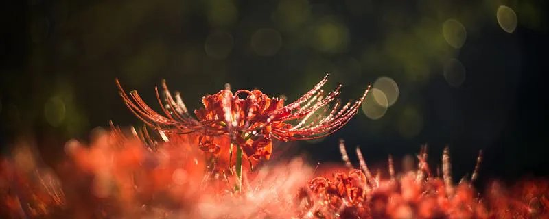 最新网络游戏名字 好听的网络游戏名字大全